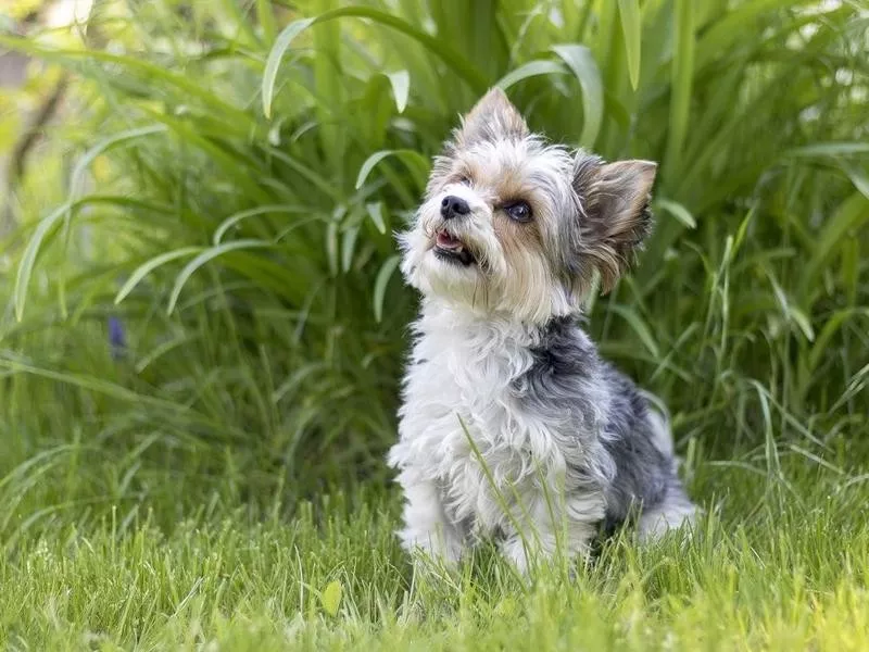 Biewer Terriers Are Very Short