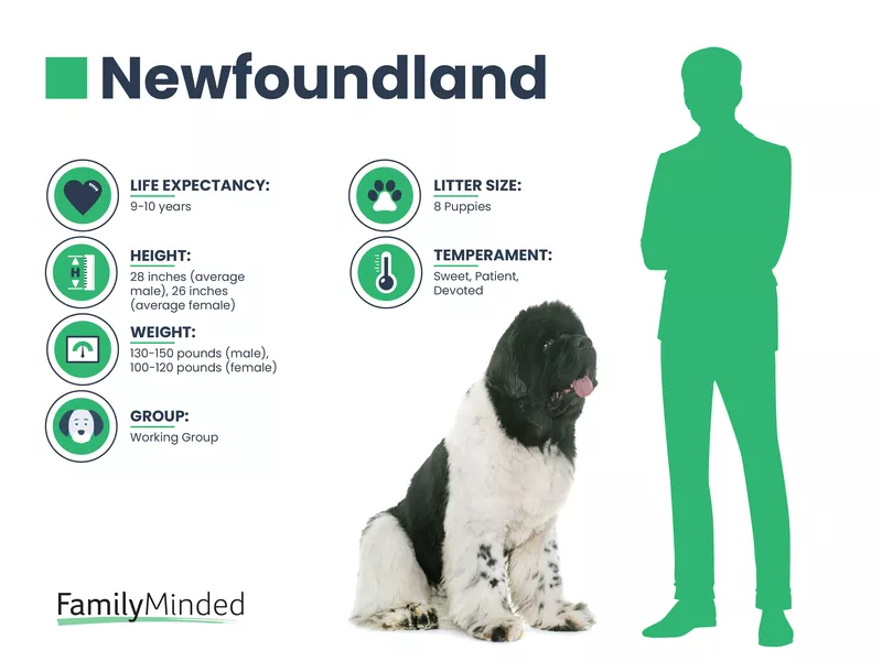 Newfoundland breed