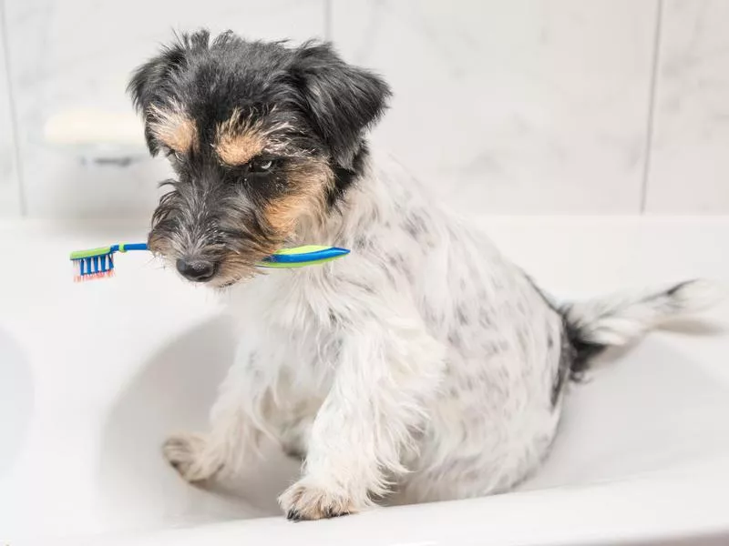 Dog biting a toothbrush