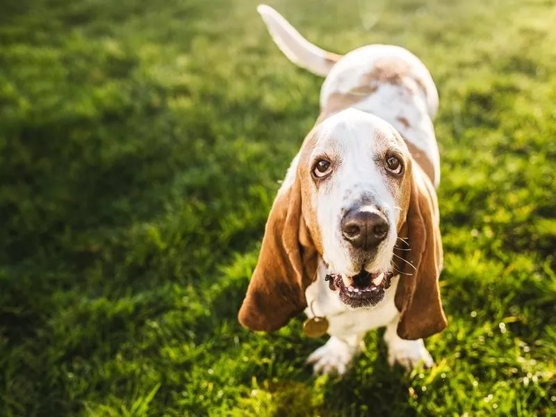 Basset Hound