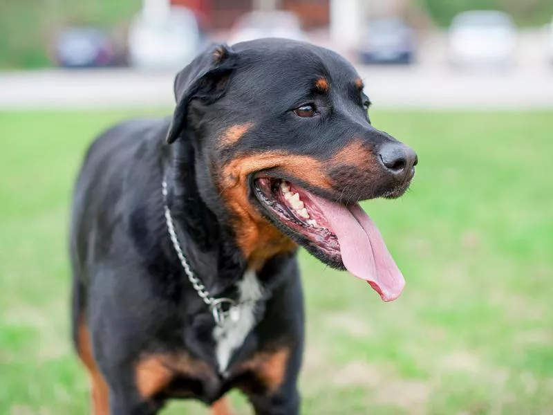 Rottweiler