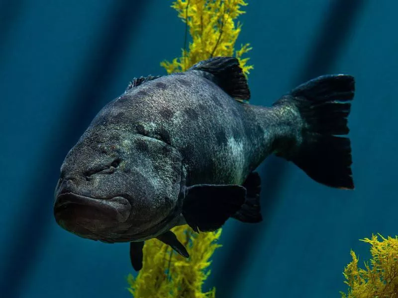 Monterey Bay Aquarium