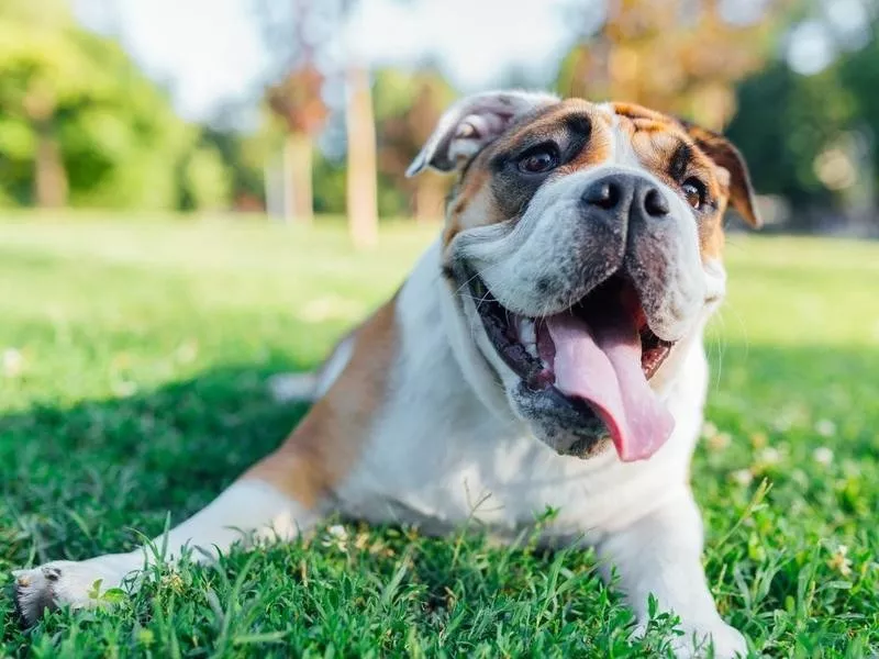 English Bulldog