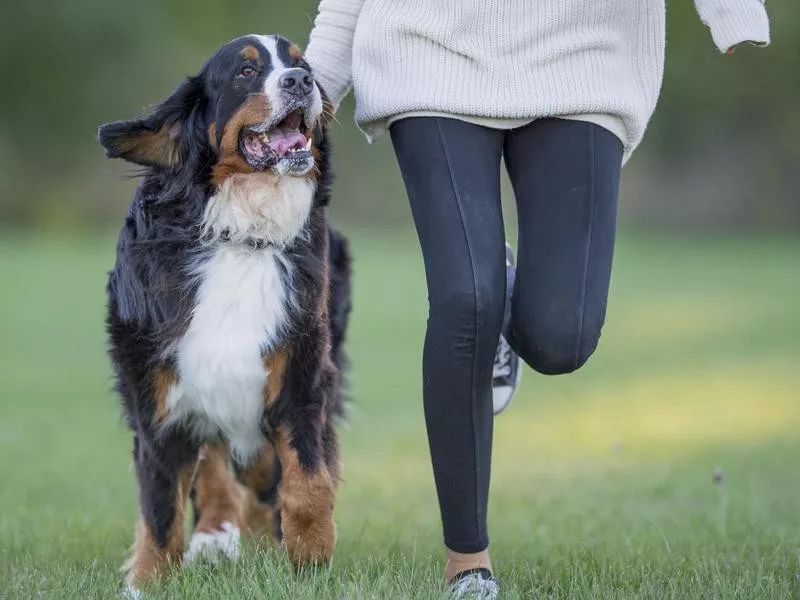 bernese