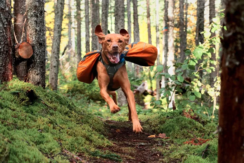 Happy Vizsla running in woods