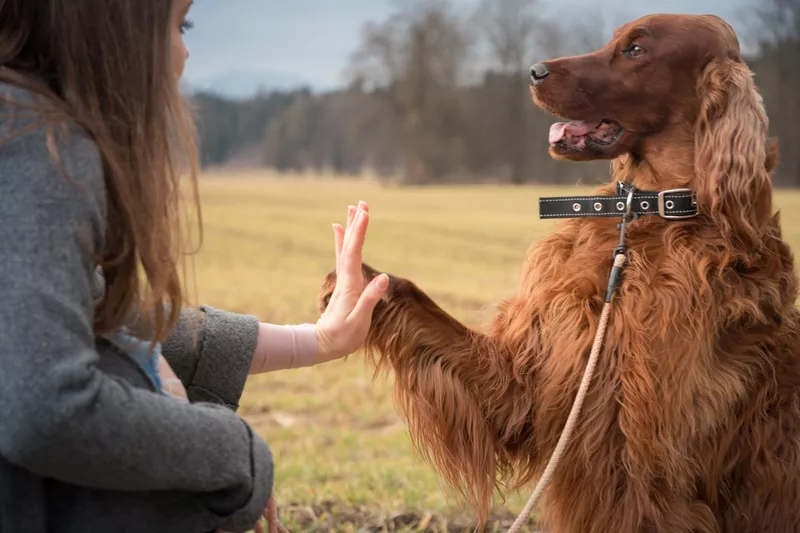 Irish Setter