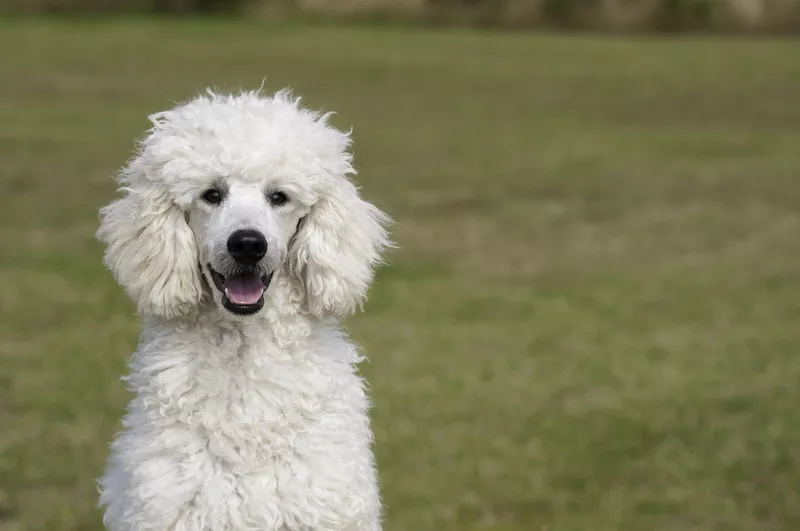 White standard poodle