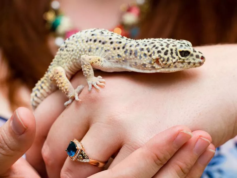 Leopard Gecko