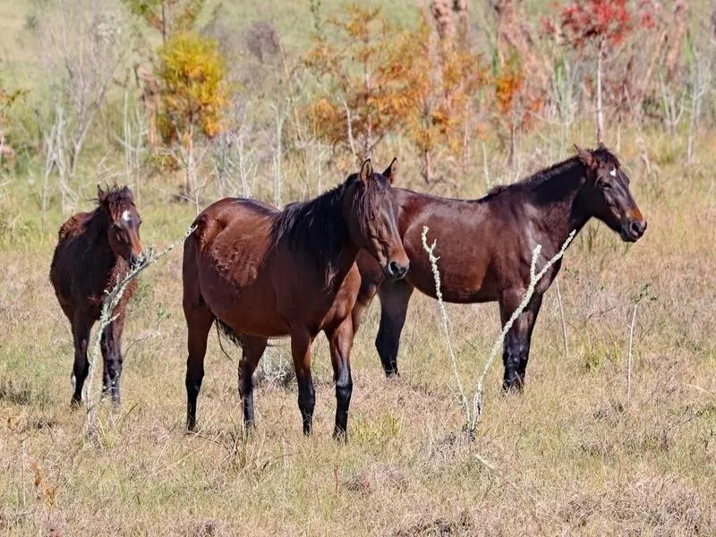 Wild Florida Cracker Horses