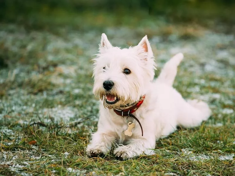 West Highland White Terrier