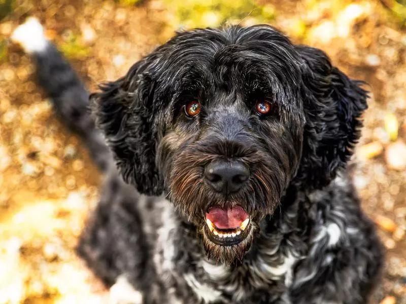 Portuguese Water Dog