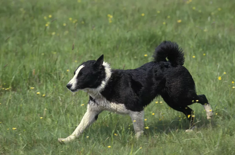 Karelian bear dog