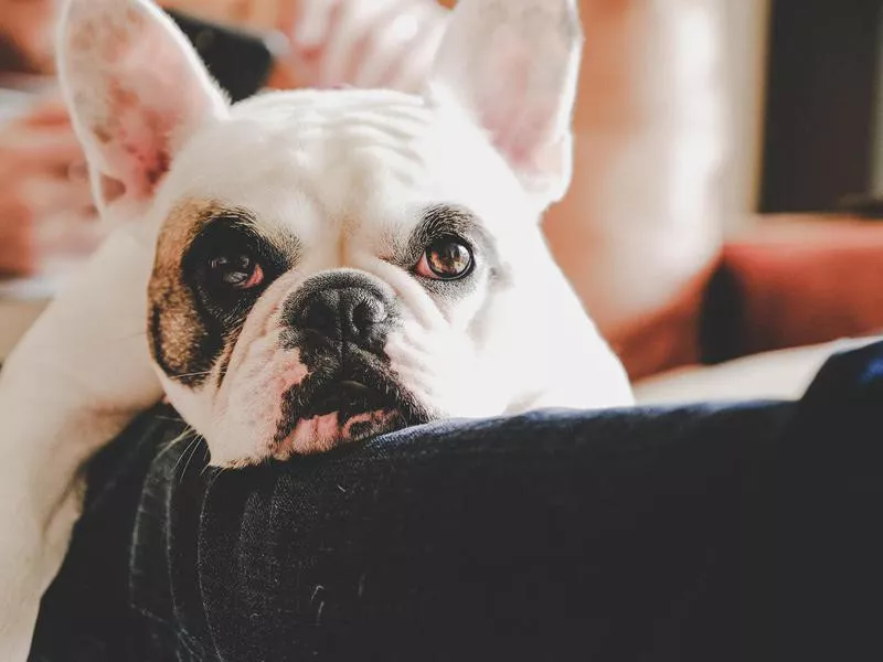 French Bulldog resting on man's lap