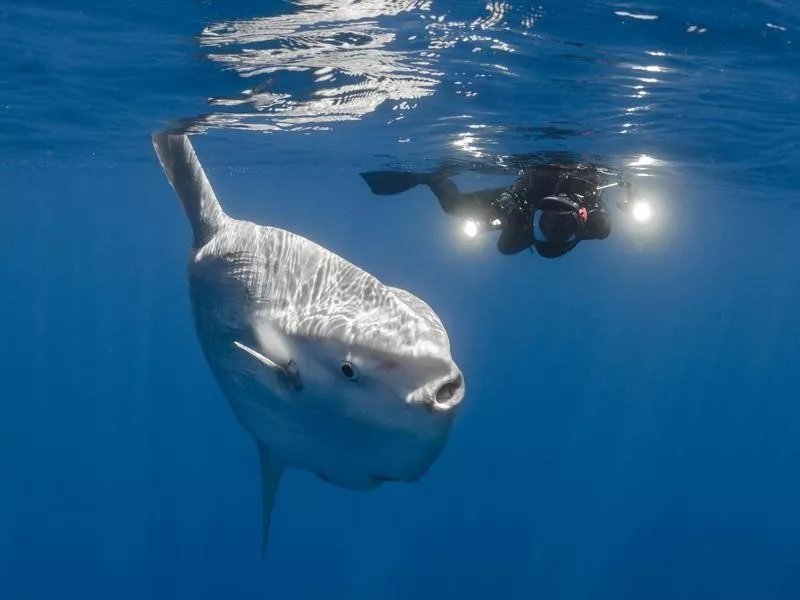 Ocean Sunfish