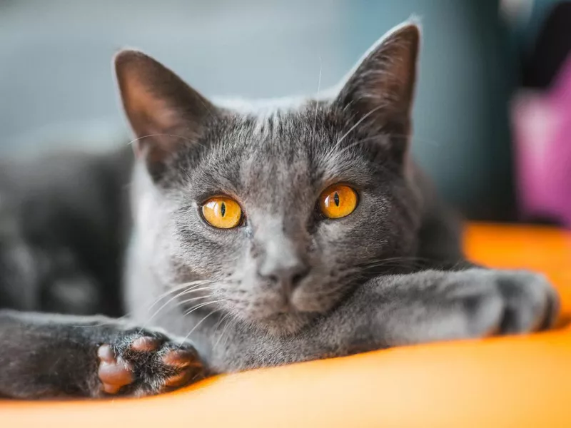 Chartreux lying on a chair