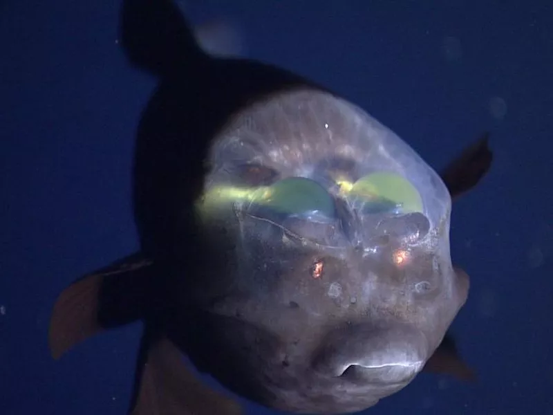 Barreleye front view