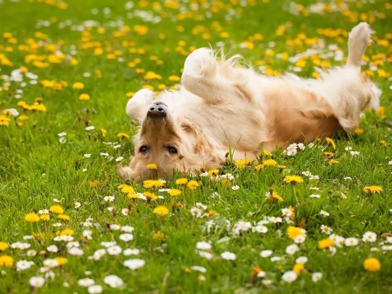 Dog rolling around on grass