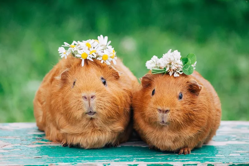 Two guinea pigs