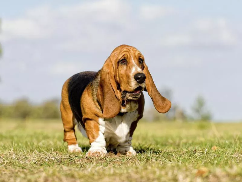 basset