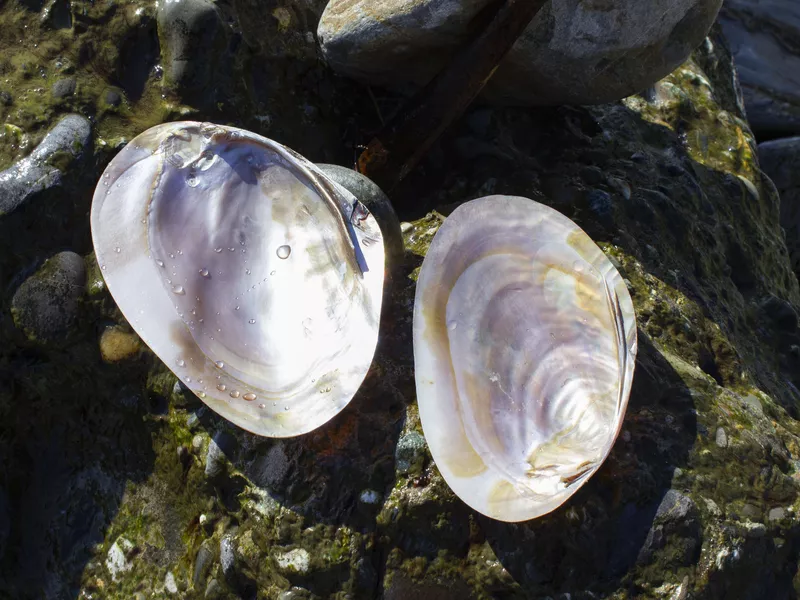 Freshwater Pearl Mussel