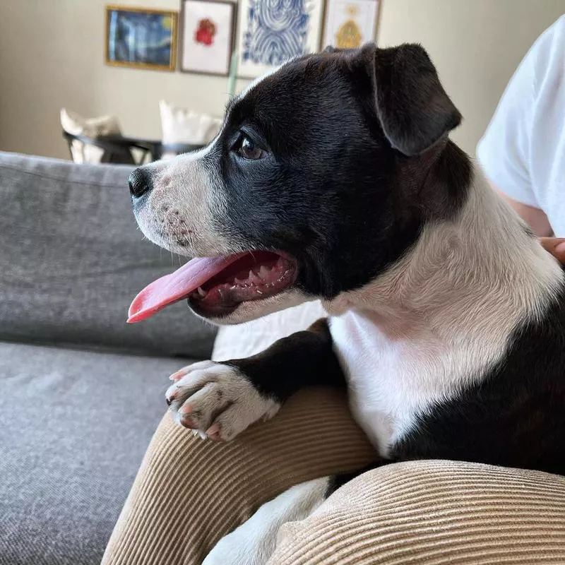 Bull terrier watching TV