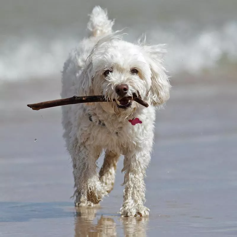 Tired dog with stick