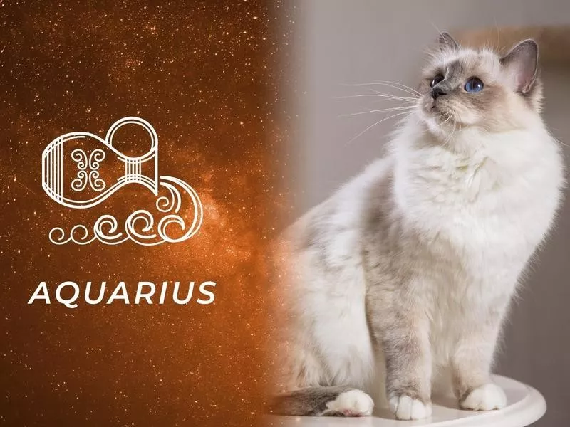 Aquarius: Birman