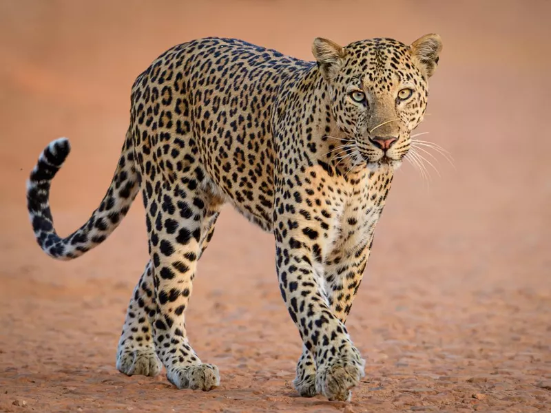 Leopard