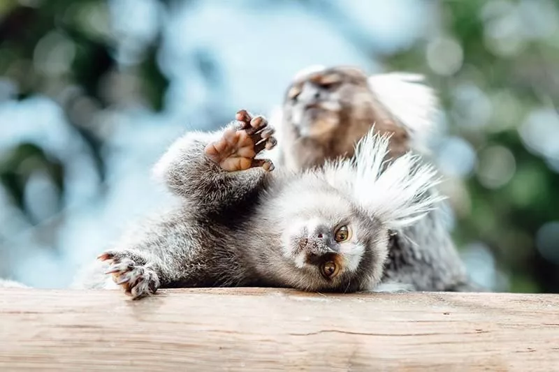 White-Tufted Marmoset