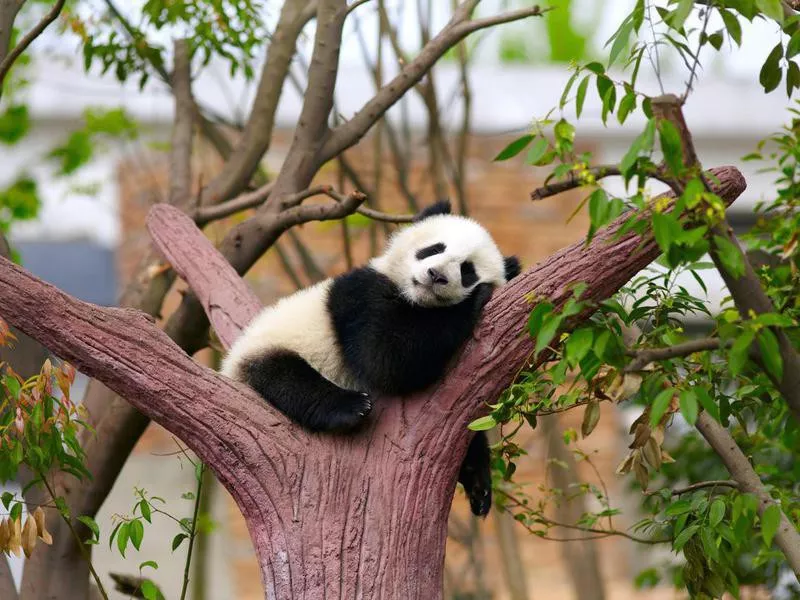 Panda in a tree