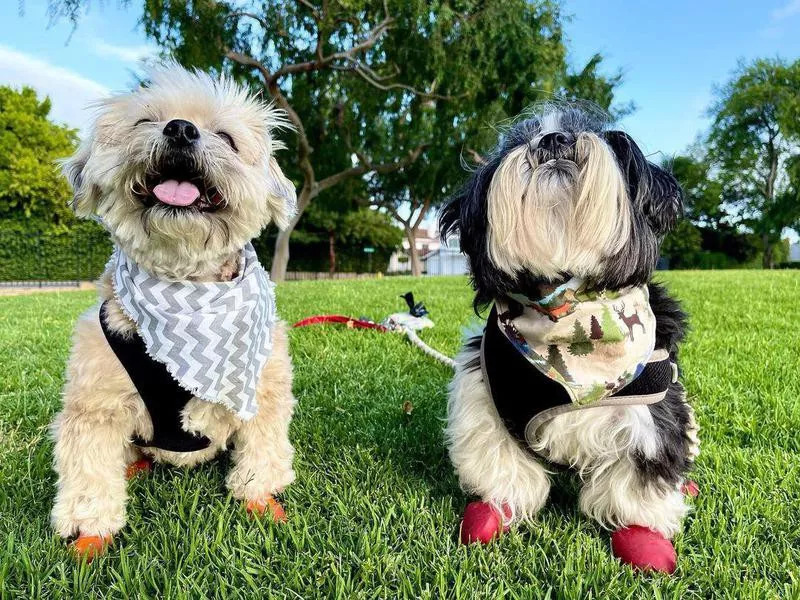 Two dogs in a park