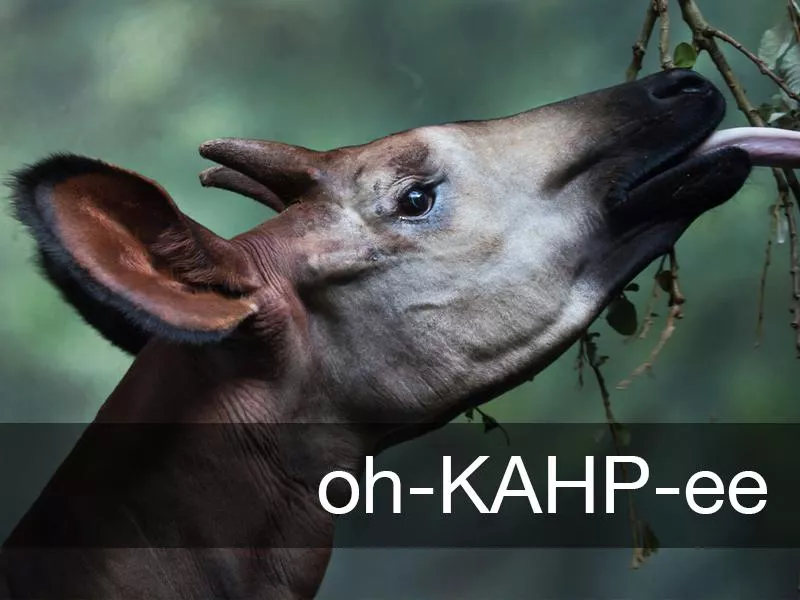 Okapi