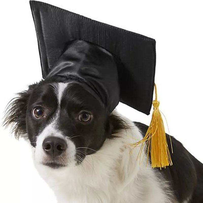 Dog graduation hat