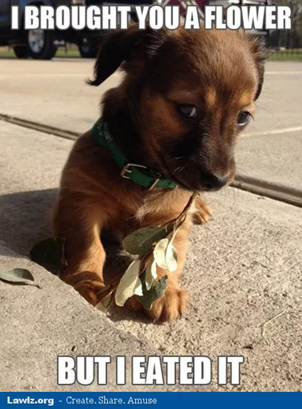 Puppy with flower