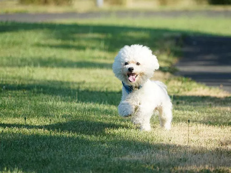 Bichon frise