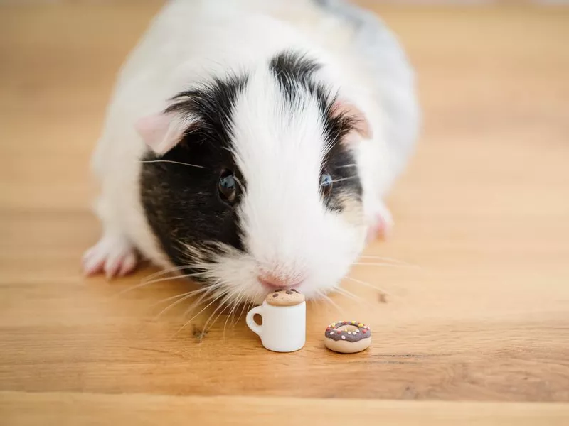 Cute baby guinea pig with miniature polymer clay