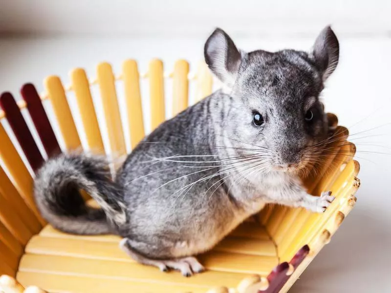 chinchilla