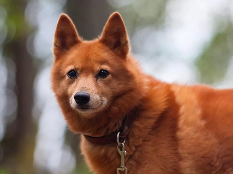 Finnish spitz