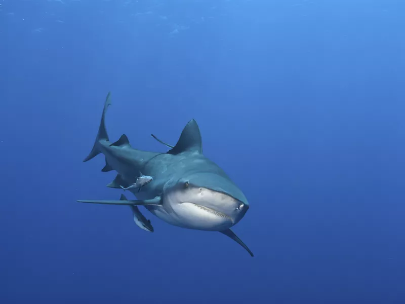 Bull Shark