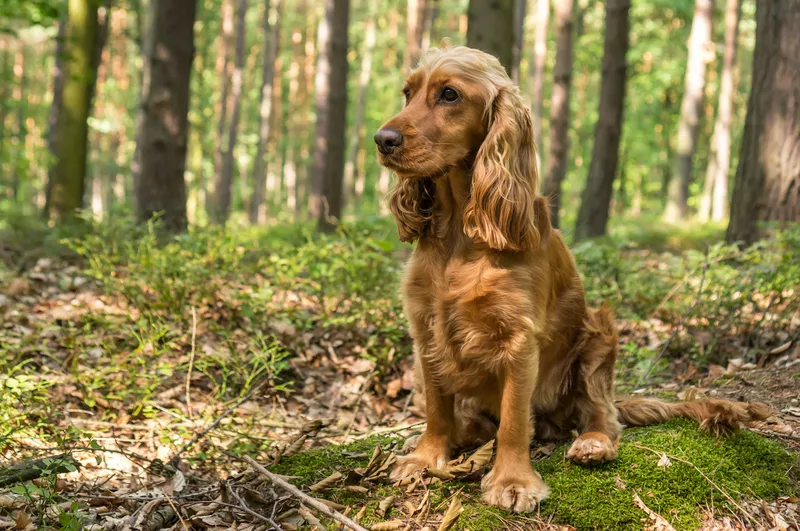 English cocker spaniel dog in the forest