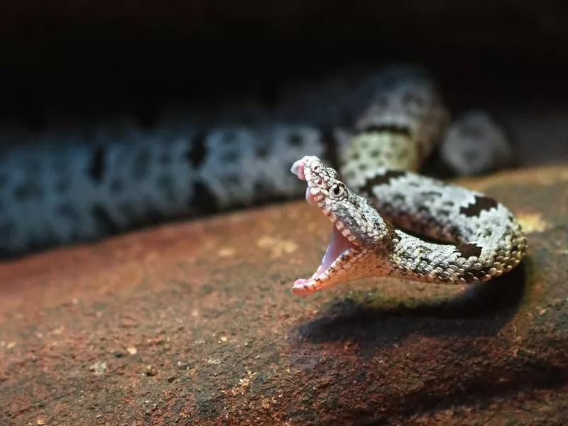 Rock Rattlesnake