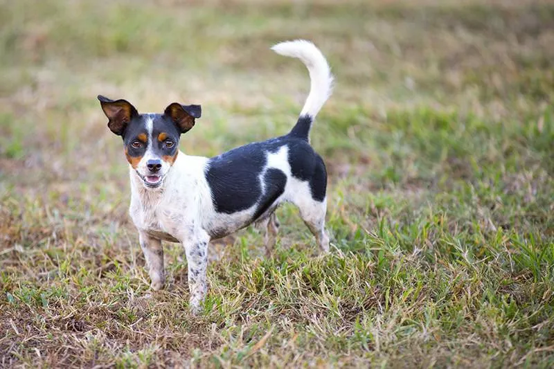 Rat Terrier