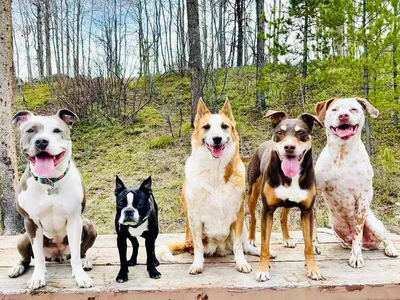 Group of dogs in forest