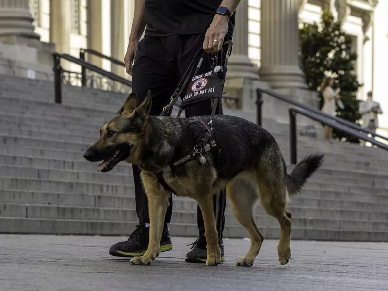 German Shepherd with Guide Dog Harness