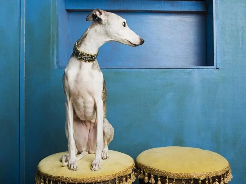 Whippet