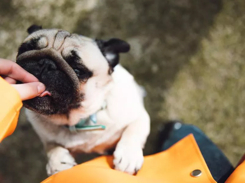 Pug getting a treat