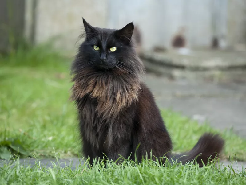 Black cat portrait in a garden