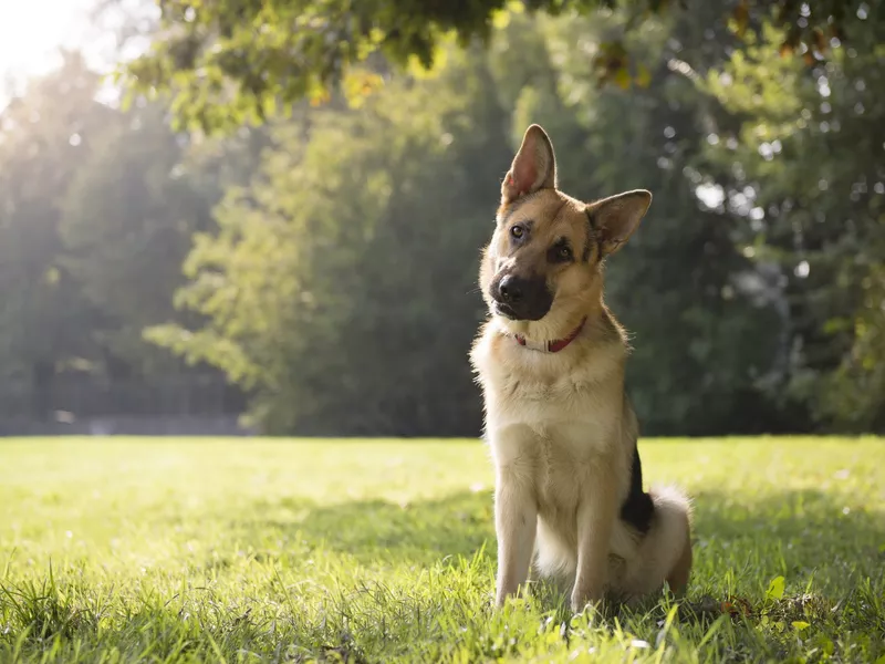 German shepard tilting head