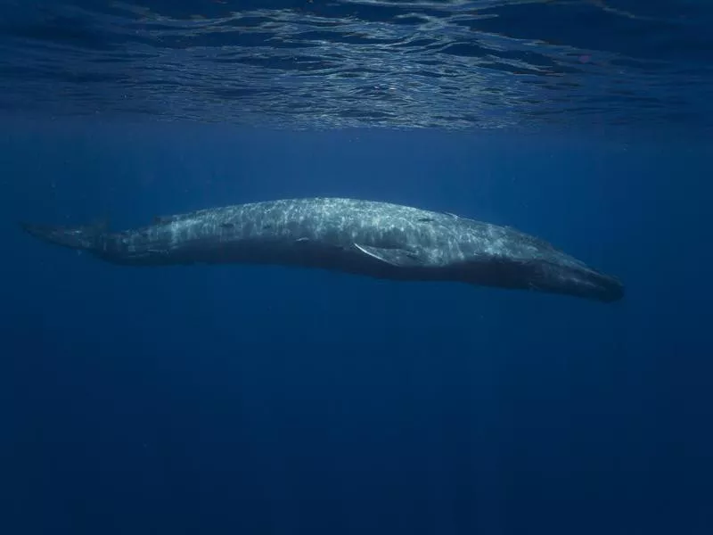 Blue Whale