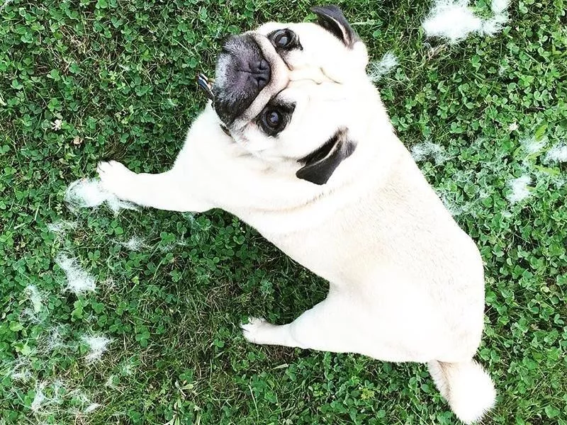 shedding pug